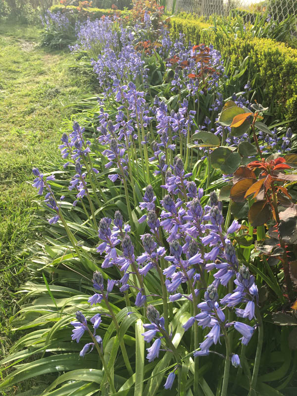 Hyacinthoides hispanica photo